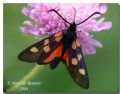 Zygaena angelicae